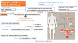 FISIOPATOLOGÍA
CICLO MENSTRUAL 
NORMAL
ciclo menstrual 
normal
El ovario produce una secuencia de 
hormonas para que ocurra e
