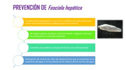 PREVENCIÓN DE Fasciola hepática
El tratamiento del ganado es una de las medidas más adecuadas para 
evitar esta zooantroponos