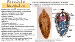 Fasciola 
hepática
Conocido comúnmente como duela hepática de la oveja 
F. hepatica es un parásito de los herbívoros (en part