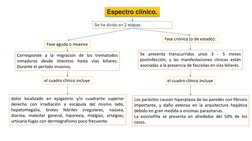 Se ha divido en 2 etapas.
Corresponde a la migración de los trematodos
inmaduros
desde
intestino
hasta
vías
biliares.
Durante