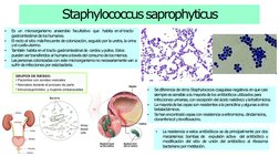 Staphylococcussaprophyticus
▪
Es   un   microorganismo   anaerobio facultativo que habita  en el tracto  
gastrointestinal de