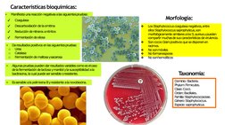 Características bioquímicas:
▪
Manifiesta una reacción negativas a las siguientespruebas:
✔
Coagulasa
✔
Descarboxilación de l