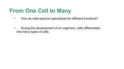 Molecular Basis of Cell Differentiation | PDF | Cell Potency | Cellular ...