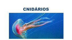 CNIDÁRIOS
