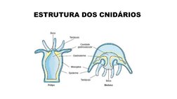 ESTRUTURA DOS CNIDÁRIOS 
