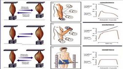 Tipos de 
activaciones 
musculares
