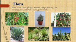 Flora
Molle, curis, chuná, pitajaya, boliche, cabuya blanca y azul 
(maguey), coca, ashupalla, cactus, penca sábila.
