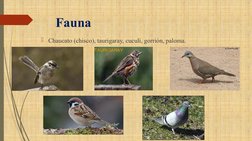 Fauna
Chaucato (chisco), taurigaray, cuculí, gorrión, paloma.
