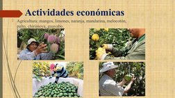 Actividades económicas
Agricultura: mangos, limones, naranja, mandarina, melocotón, 
palto, chirimoya, guayabo.
