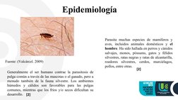 Epidemiología  
Parasita muchas especies de mamíferos y 
aves, incluidos animales domésticos y el 
hombre. Ha sido hallada en
