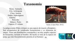 Taxonomía
Reino: Animalia
Filo: Arthropoda
Clase: Insecta
Orden: Siphonaptera
Familia:
 
Pulicidae
Género: Pulex
Especie: P.