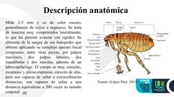 Descripción anatómica 
Mide 2-3 mm y es de color oscuro, 
generalmente de rojizo a negruzco. Se trata 
de insectos muy compri