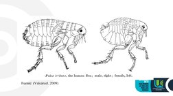 Fuente: (Valcárcel. 2009)
