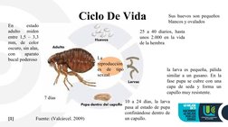 Ciclo De Vida 
25 a 40 diarios, hasta 
unos 2.000 en la vida 
de la hembra
10 a 24 días, la larva 
pasa al estado de pupa 
co
