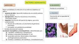 Mayor sensibilidad a la infección en los enfermos diabéticos se 
debe a 
•
ausencia de dolor: desarrollo insidioso de una cel