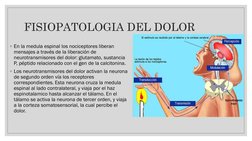 ◦En la medula espinal los nociceptores liberan 
mensajes a través de la liberación de 
neurotransmisores del dolor: glutamato