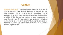 Cultivo
Aspectos del cultivo. La producción de plántulas en vivero es 
fácil, se siembran 2 a 4 semillas por bolsa. El tiempo