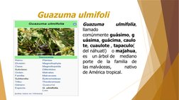 Guazuma ulmifoli
Guazuma 
ulmifolia, 
llamado 
comúnmente guásimo, g
uásima, guácima, caulo
te, cuaulote , tapaculo(
del náhu