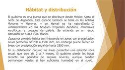 Hábitat y distribución
El guácimo es una planta que se distribuye desde México hasta el 
norte de Argentina. Esta especie tam