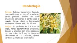 Dendrología
Corteza. Externa ligeramente fisurada, 
desprendiéndose en pequeños pedazos, 
pardo 
grisácea. 
Interna 
de 
colo