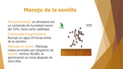 Manejo de la semilla
Almacenamiento: se almacena con 
un contenido de humedad menor 
del 10%, tiene corta viabilidad.
Tratami