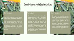 Condiciones edafoclimáticas
Temperatura
Humedad
Luminosidad
Es menos exigente en calor que el
melón, pero más que el calabací