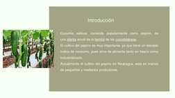 Introducción
Cucumis sativus, conocido popularmente como pepino, es
una planta  (https://es.wikipedia.org/wiki/Plantae)anual