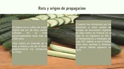 El pepino es un cultivo de origen
tropical del sur de Asia, siendo
cultivado
en
la
india
aproximadamente hace más de
3,000 añ