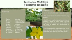 Taxonomía, Morfología
y anatomía del pepino
Morfología
-Es una planta Herbácea de temporada anual.
-Sus raíces tienen un sist