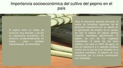 Importancia socioeconómica del cultivo del pepino en el 
país 
Para la economía agrícola del país, el
sector de hortalizas or
