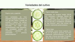 Variedades del cultivo
Variedades de longitud media (20-25
cm), monoicas y ginoicas. Dentro de
estas
últimas
se
diferencian
l
