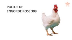 POLLOS DE 
ENGORDE ROSS 308
