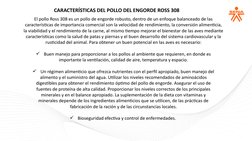 CARACTERÍSTICAS DEL POLLO DEL ENGORDE ROSS 308
El pollo Ross 308 es un pollo de engorde robusto, dentro de un enfoque balance