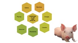 2
Bovinos 
Gatos
ESPECIES 
A LAS 
QUE 
AFECTA 
Ovejas 
Caballos
Perros 
Mapaches 
Roedores 
