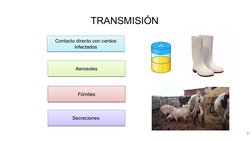 TRANSMISIÓN 
3
Contacto directo con cerdos 
infectados
Contacto directo con cerdos 
infectados
Aerosoles
Aerosoles
Fómites
Fó