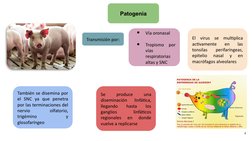4
Transmisión por:
Patogenia
También se disemina por 
el SNC ya que penetra 
por las terminaciones del 
nervio 
olfatorio, 
t