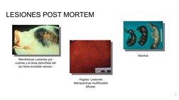 LESIONES POST MORTEM 
7
Membranas cubiertas por 
costras y el área periorbital del 
ojo tiene exudado seroso 
Hígado: Lesione