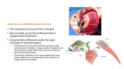 Respiratory Systems in Humans and Animals | PDF | Respiratory System | Gill