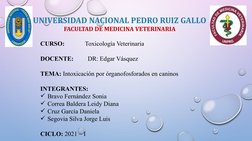 UNIVERSIDAD NACIONAL PEDRO RUIZ GALLO
FACULTAD DE MEDICINA VETERINARIA
CURSO:             Toxicología Veterinaria
DOCENTE: