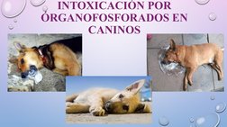 INTOXICACIÓN POR 
ÓRGANOFOSFORADOS EN 
CANINOS
