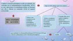 MECANISMO 
DE   ACCIÓN 
Cuando la neurona presináptica recibe un estímulo, las 
vesículas con el neurotransmisor (acetilcolin
