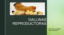 z
GALLINAS 
REPRODUCTORAS
DEL AGUILA TORRES 
CECIL EDUARDO
