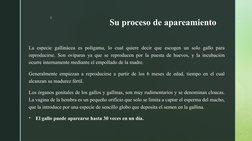 z
Su proceso de apareamiento
La especie gallinácea es polígama, lo cual quiere decir que escogen un solo gallo para 
reproduc