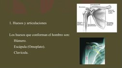 1. Huesos y articulaciones
Los huesos que conforman el hombro son:
Húmero.
Escápula (Omoplato).
Clavícula.
