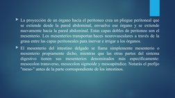 La proyección de un órgano hacia el peritoneo crea un pliegue peritoneal que 
se extiende desde la pared abdominal, envuelve
