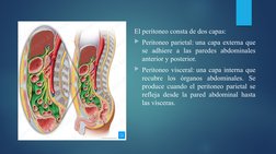 El peritoneo consta de dos capas:
Peritoneo parietal: una capa externa que 
se adhiere a las paredes abdominales 
anterior y