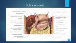 Bolsa omental

