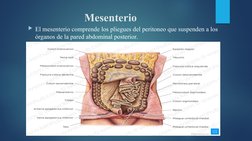 Mesenterio
El mesenterio comprende los pliegues del peritoneo que suspenden a los 
órganos de la pared abdominal posterior.
