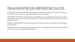 DIAGNOSTICOS DIFERENCIALES:
 ESTOMATITIS VESICULAR BOVINA: Este diagnóstico diferencial contiene las lesiones similares a 
la