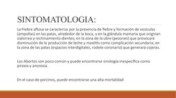 SINTOMATOLOGIA:
 La Fiebre aftosa se caracteriza por la presencia de fiebre y formación de vesículas 
(ampollas) en las patas